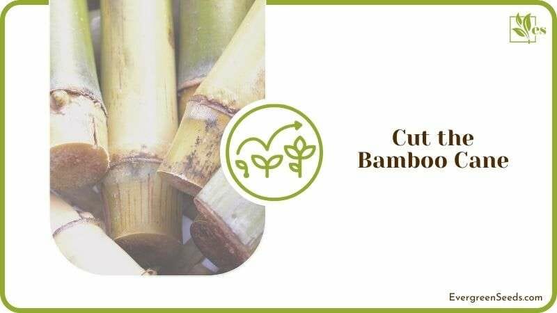 Propagation Through Bamboo Cane