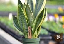 Quickest Method to Grow a Snake Plant
