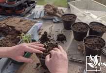 Reasons Why Potting Soil Goes Bad