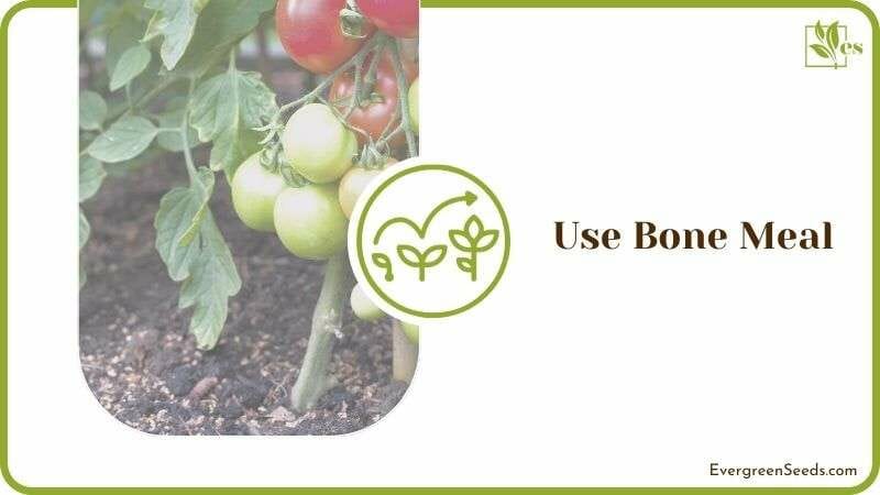 Using Bone Meal to Tomato Plant