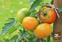 Varieties of Suckers on Tomato Plants