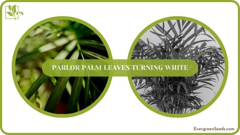 White Leaves on Parlor Palm