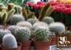 Best Fixes for Cactus Turning Brown