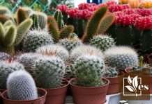 Best Fixes for Cactus Turning Brown