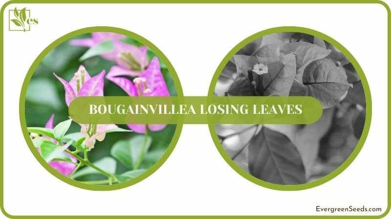 Details of Falling Bougainvillea Leaves