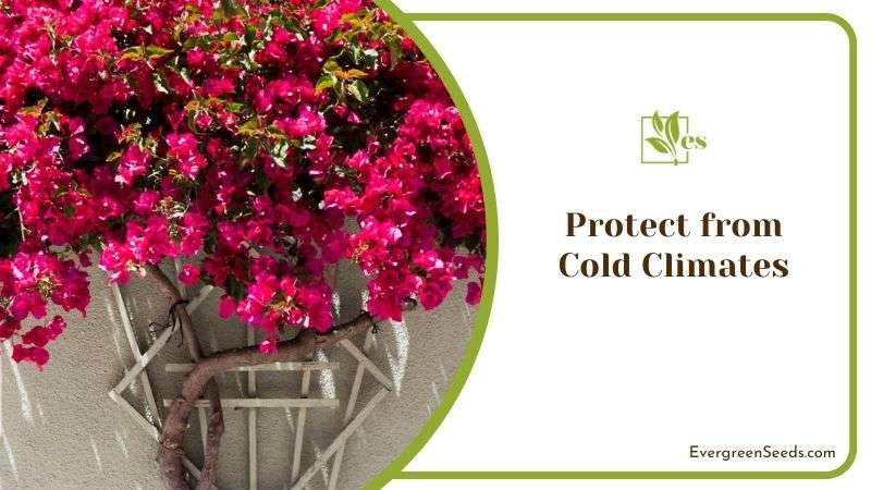 Protecting Bougainvillea from Cold Climates