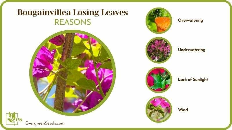 Reasons of Bougainvillea Losing Leaves