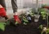 Soil Treatment for Plants