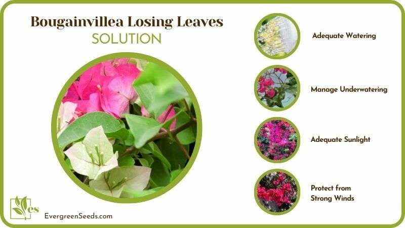 Solutions to Bougainvillea Losing Leaves
