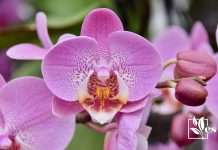 Flowering Journey of Orchid