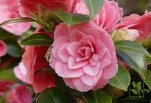 Growing Camellias Indoors With Ease