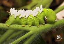 How To Repel Hornworms Using Neem Oil