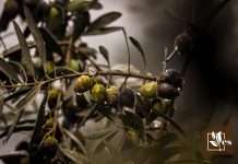 Indoor Olive Tree 