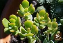 Jade Plant Care Guide
