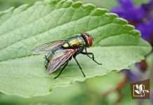 Neem Oil Use in Controlling Flies