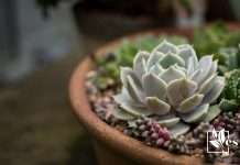 What Kind of Light Do Succulents Like