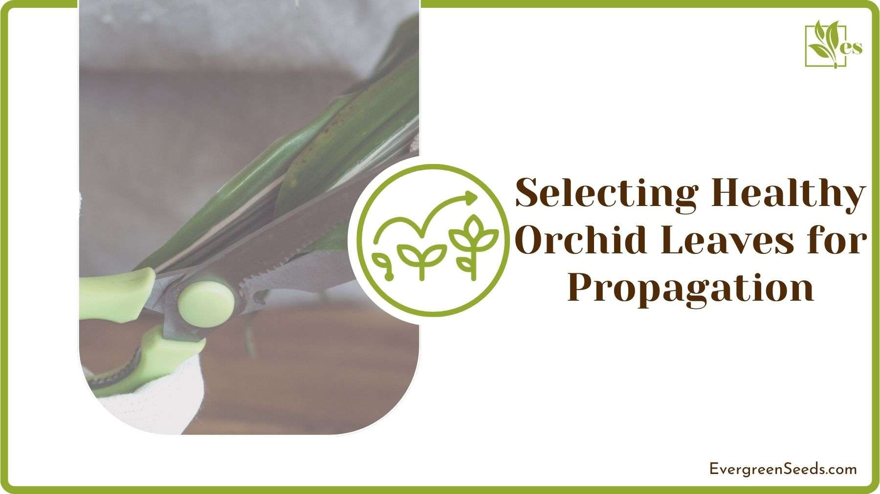 Healthy Orchid Leaves for Propagation