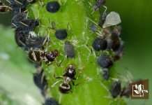 How to Control Aphids On Lettuce