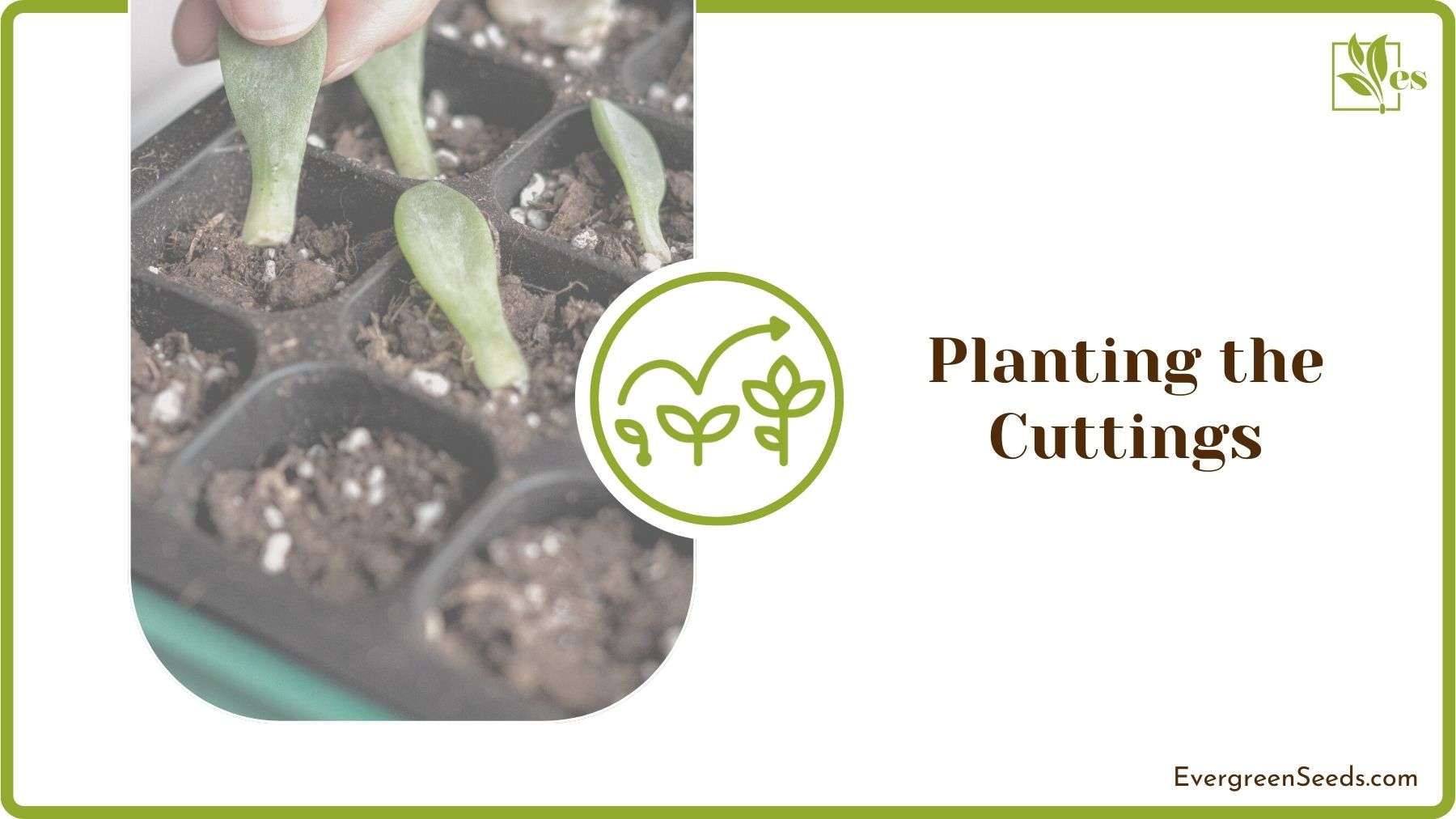 Planting Orchid Cutting