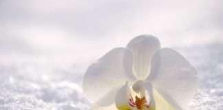 Reviving Frozen Orchid Plants Easily