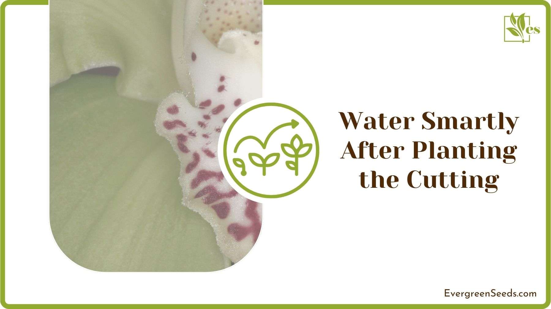 Watering Orchid Leaves Cutting