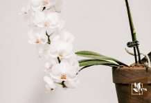 Why Planting Orchids in Regular Soil Is Not Recommended