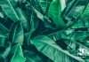 Beautiful Image Of Green Banana Leaves ~ Evergreen Seeds