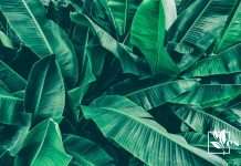 Beautiful Image Of Green Banana Leaves ~ Evergreen Seeds