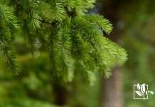 Close Look On Green Alberta Spruce Tree ~ Evergreen Seeds
