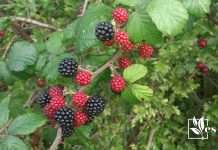 Transplant Wild Blackberry Bushes With Confidence ~ Evergreen Seeds
